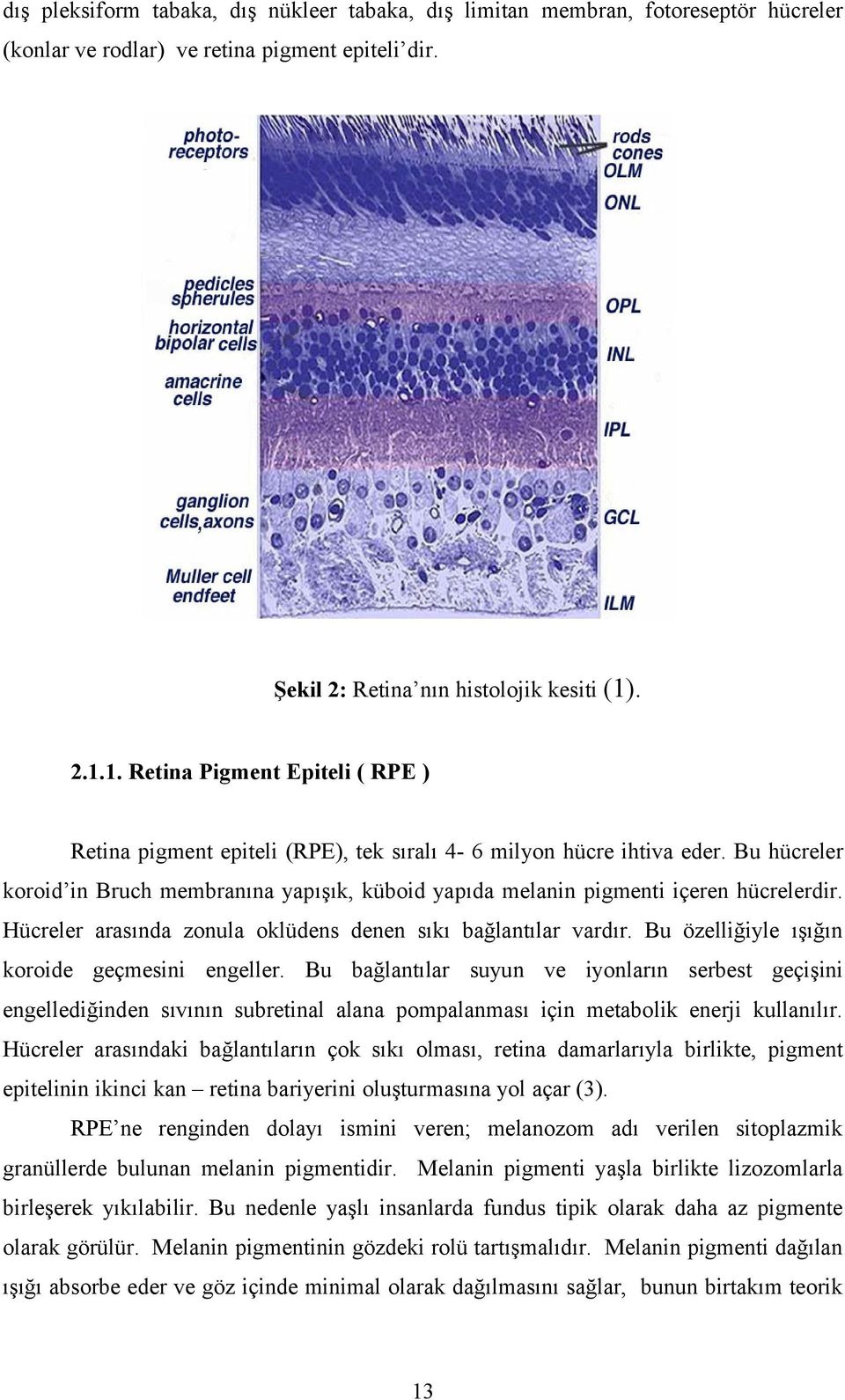 Bu hücreler koroid in Bruch membranına yapışık, küboid yapıda melanin pigmenti içeren hücrelerdir. Hücreler arasında zonula oklüdens denen sıkı bağlantılar vardır.