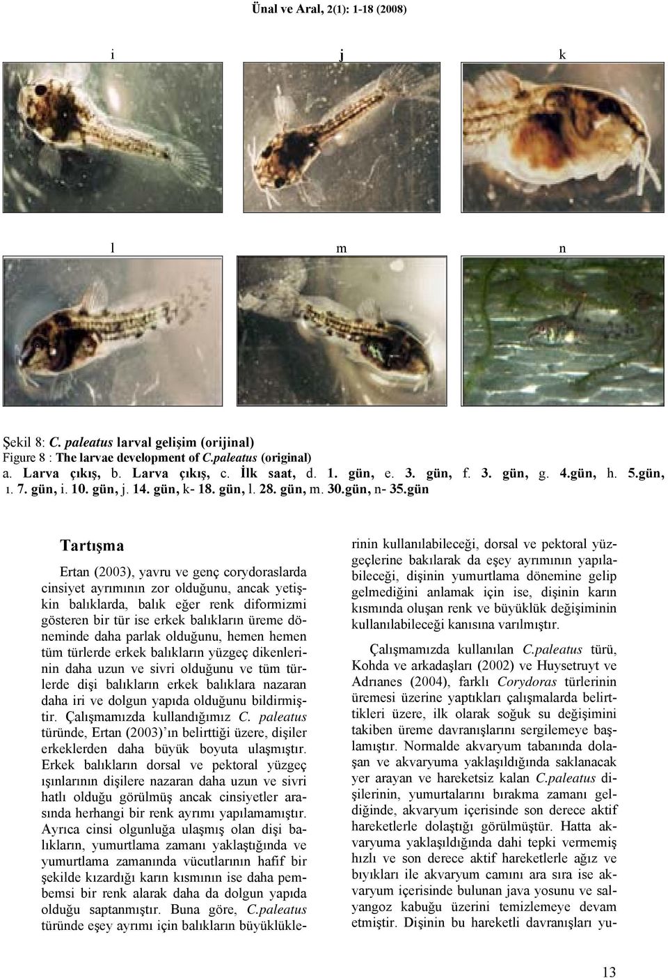gün Tartışma Ertan (2003), yavru ve genç corydoraslarda cinsiyet ayrımının zor olduğunu, ancak yetişkin balıklarda, balık eğer renk diformizmi gösteren bir tür ise erkek balıkların üreme döneminde