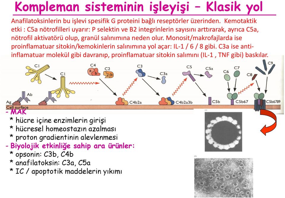 Monosit/makrofajlarda ise proinflamatuar sitokin/kemokinlerin salınımına yol açar: IL-1 / 6 / 8 gibi.