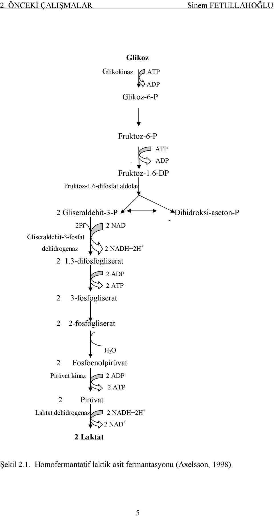 3-difosfogliserat 2 ADP 2 ATP 2 3-fosfogliserat 2 2-fosfogliserat H 2 O 2 Fosfoenolpirüvat Pirüvat kinaz 2 ADP 2 ATP 2