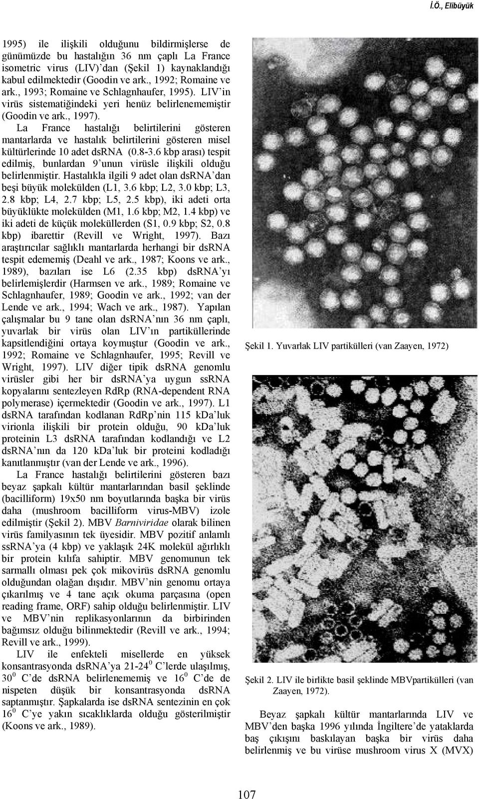 La France hastalığı belirtilerini gösteren mantarlarda ve hastalık belirtilerini gösteren misel kültürlerinde 10 adet dsrna (0.8-3.