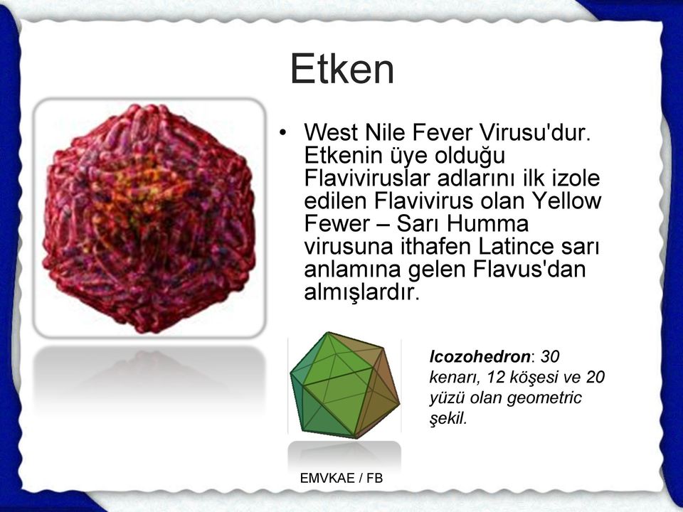 Flavivirus olan Yellow Fewer Sarı Humma virusuna ithafen Latince