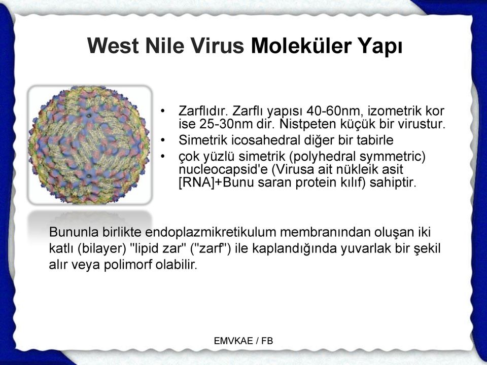 Simetrik icosahedral diğer bir tabirle çok yüzlü simetrik (polyhedral symmetric) nucleocapsid'e (Virusa ait