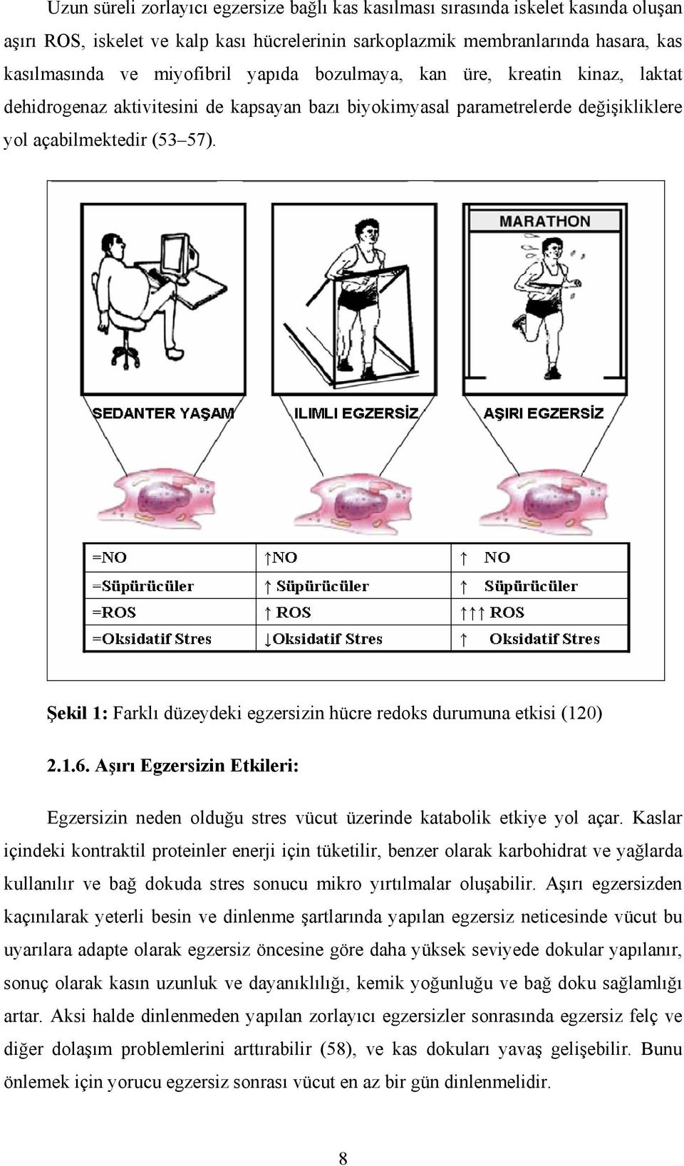 Şekil 1: Farklı düzeydeki egzersizin hücre redoks durumuna etkisi (120) 2.1.6. Aşırı Egzersizin Etkileri: Egzersizin neden olduğu stres vücut üzerinde katabolik etkiye yol açar.