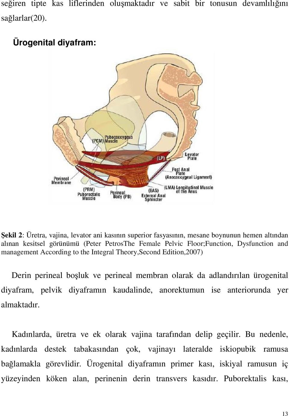 Dysfunction and management According to the Integral Theory,Second Edition,2007) Derin perineal boşluk ve perineal membran olarak da adlandırılan ürogenital diyafram, pelvik diyaframın kaudalinde,