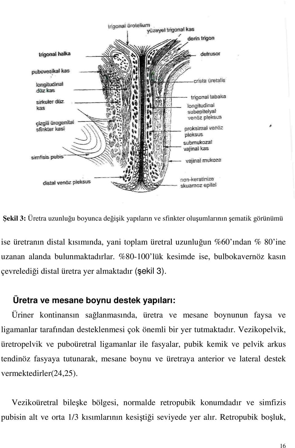 Üretra ve mesane boynu destek yapıları: Üriner kontinansın sağlanmasında, üretra ve mesane boynunun faysa ve ligamanlar tarafından desteklenmesi çok önemli bir yer tutmaktadır.