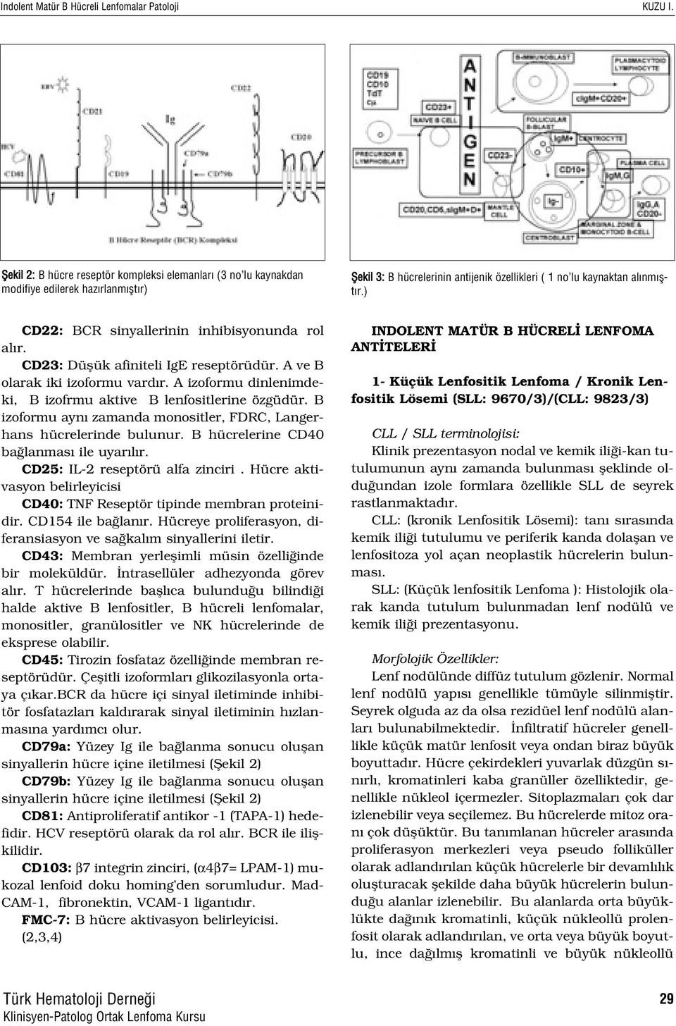 B izoformu ayn zamanda monositler, FDRC, Langerhans hücrelerinde bulunur. B hücrelerine CD40 ba lanmas ile uyar l r. CD25: IL-2 reseptörü alfa zinciri.