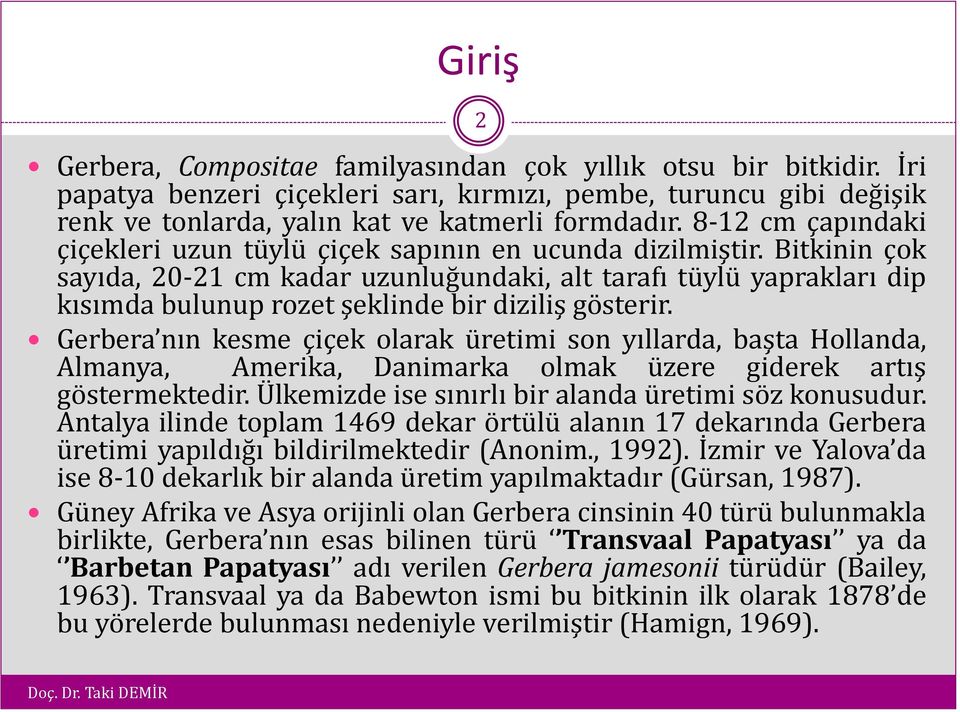 Bitkinin çok sayıda, 20-21 cm kadar uzunluğundaki, alt tarafı tüylü yaprakları dip kısımda bulunup rozet şeklinde bir diziliş gösterir.