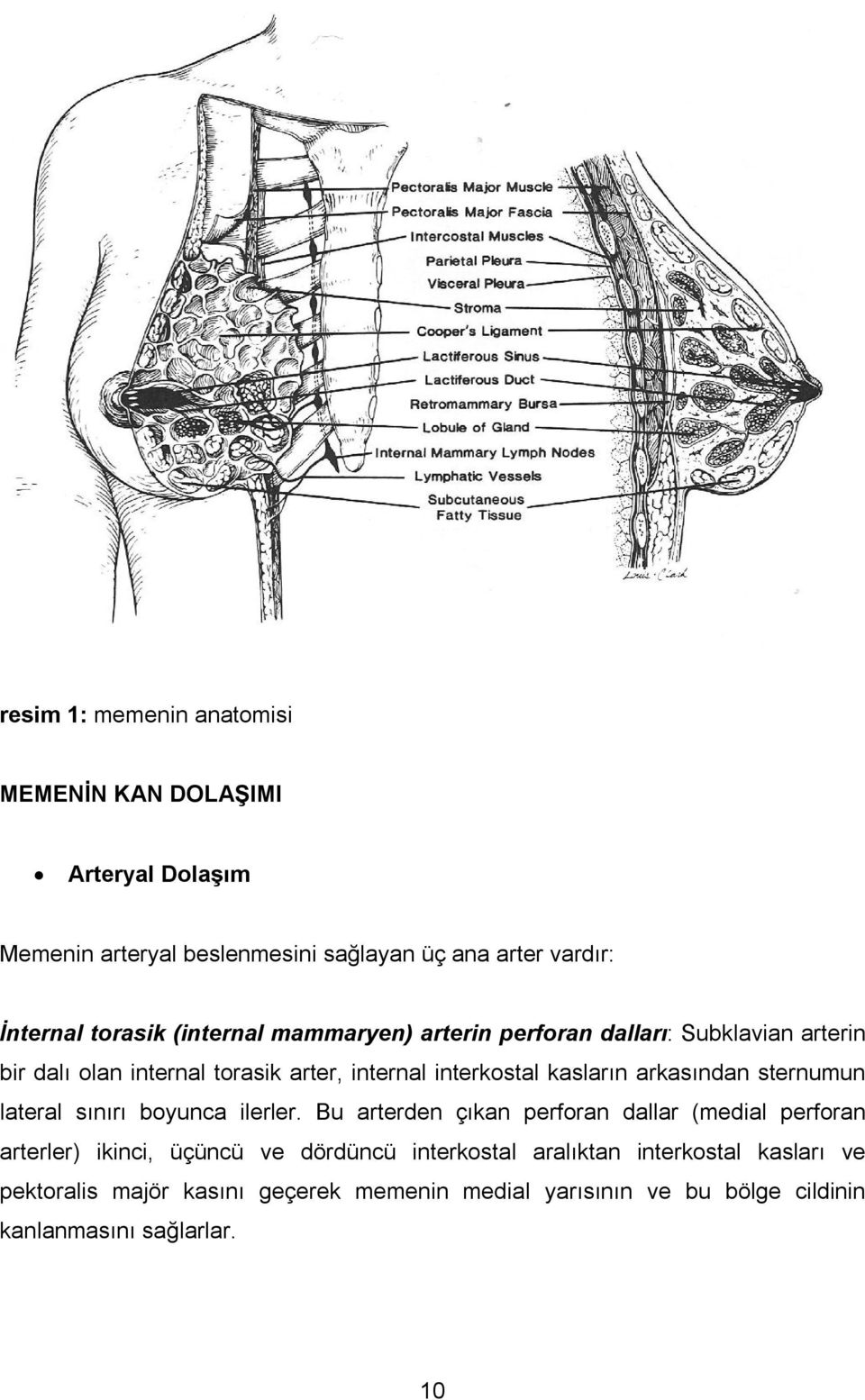 arkasından sternumun lateral sınırı boyunca ilerler.