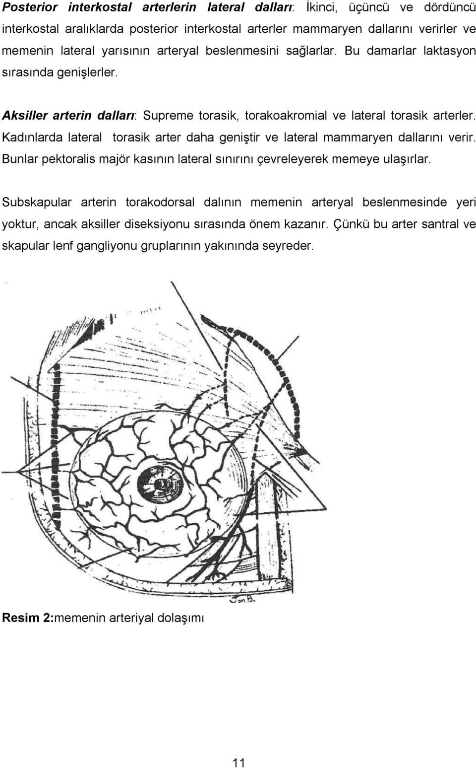 Kadınlarda lateral torasik arter daha geniştir ve lateral mammaryen dallarını verir. Bunlar pektoralis majör kasının lateral sınırını çevreleyerek memeye ulaşırlar.