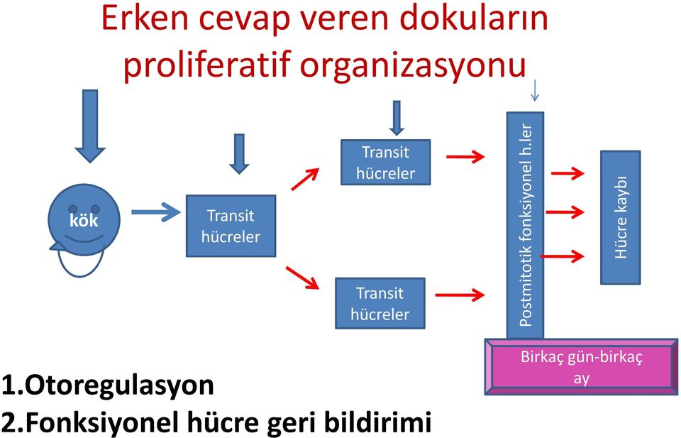 Postmitotik fonksiyonel h.ler Hücre kaybı 1.