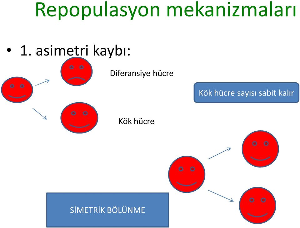 hücre Kök hücre sayısı sabit