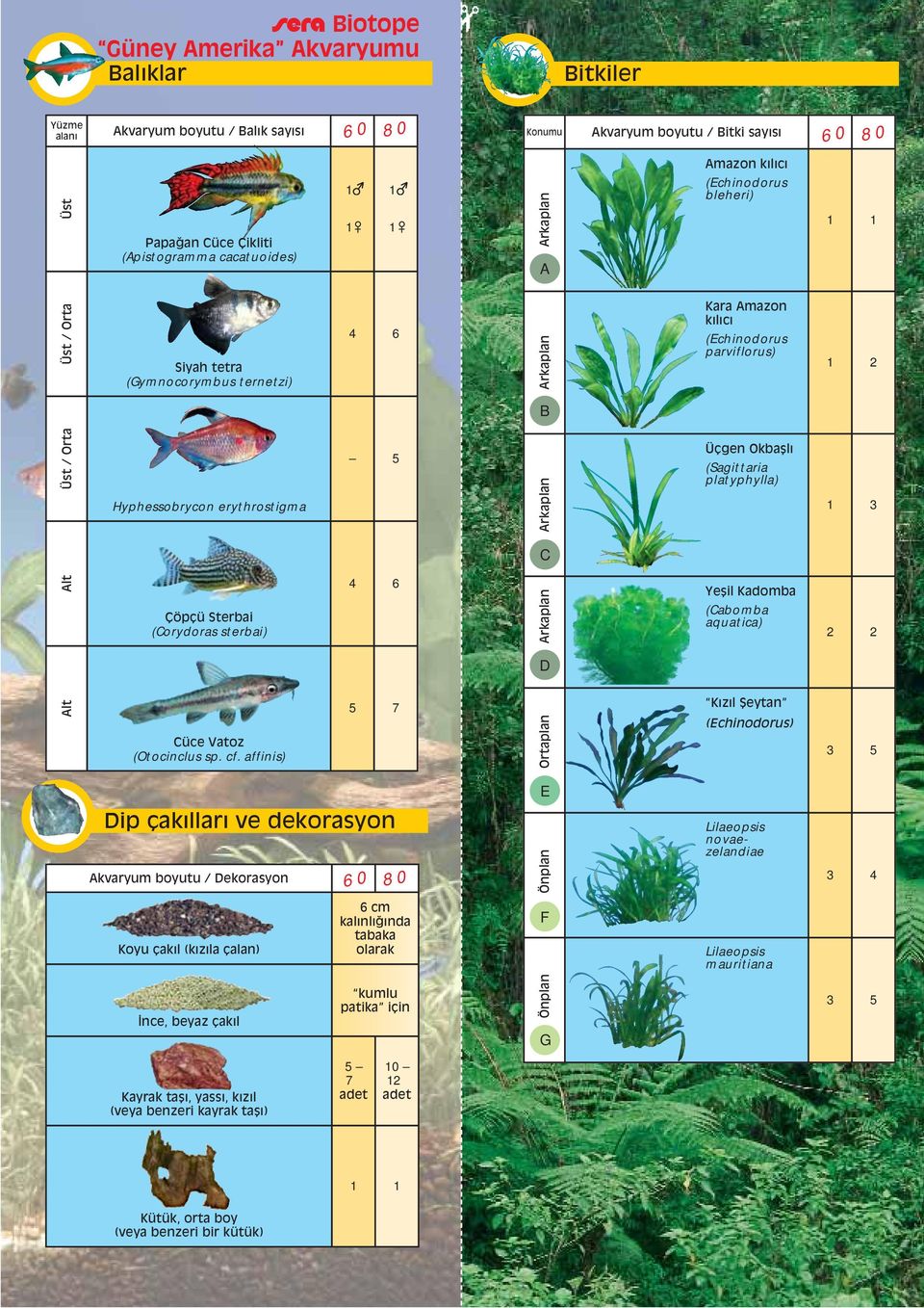 Orta Siyah tetra (Gymnocorymbus ternetzi) 4 6 Kara Amazon kılıcı (Echinodorus parviflorus) 2 B Üst / Orta Hyphessobrycon erythrostigma 5 ÜÁgen Okba lı (Sagittaria platyphylla) 3 C Alt ÇöpÁü Sterbai