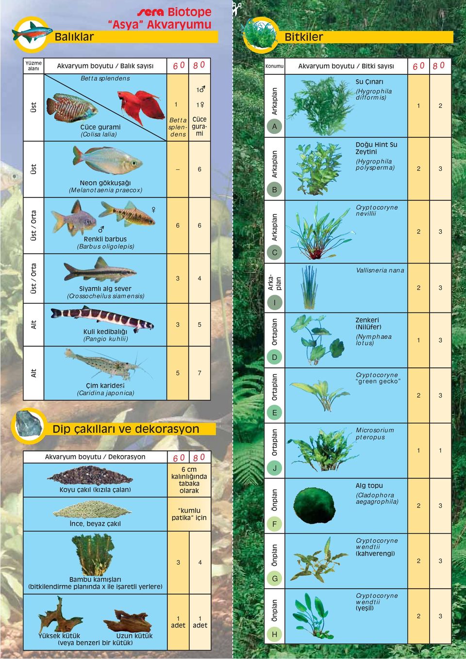 difformis) 60 2 Üst Neon gökku aappleı (Melanotaenia praecox) 6 B Doappleu Hint Su Zeytini (Hygrophila polysperma) 2 3 Üst / Orta Renkli barbus (Barbus oligolepis) 6 6 C Cryptocoryne nevillii 2 3 Üst