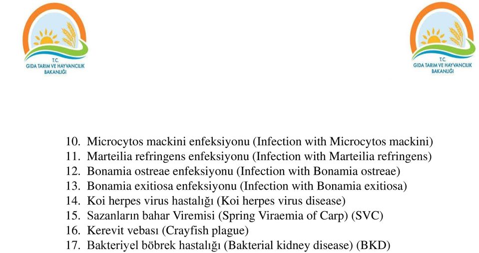 Bonamia ostreae enfeksiyonu (Infection with Bonamia ostreae) 13.