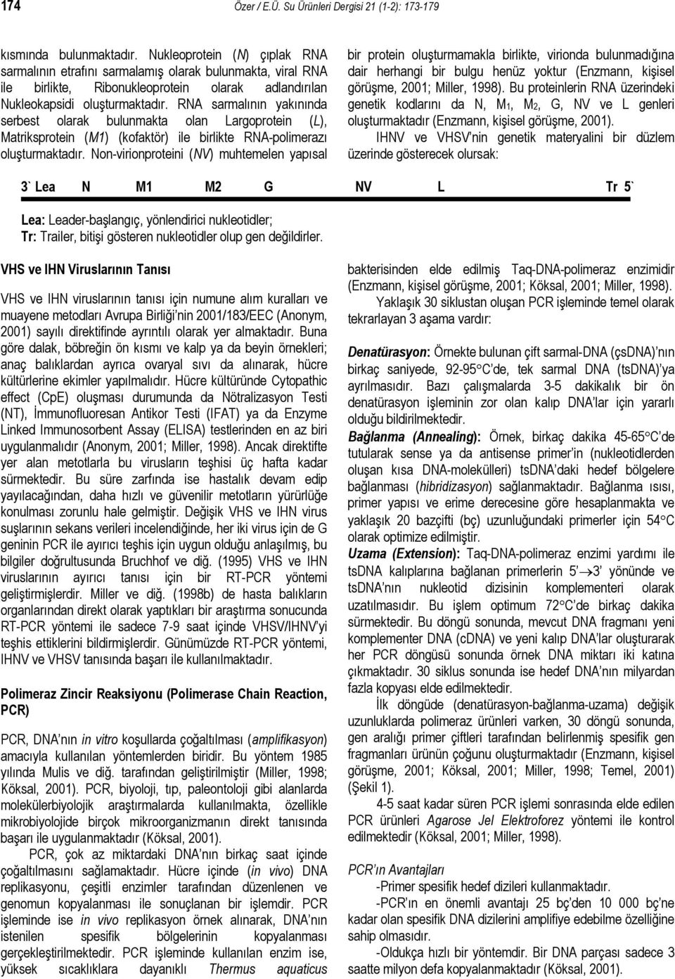 RNA sarmalının yakınında serbest olarak bulunmakta olan Largoprotein (L), Matriksprotein (M1) (kofaktör) ile birlikte RNA-polimerazı oluşturmaktadır.