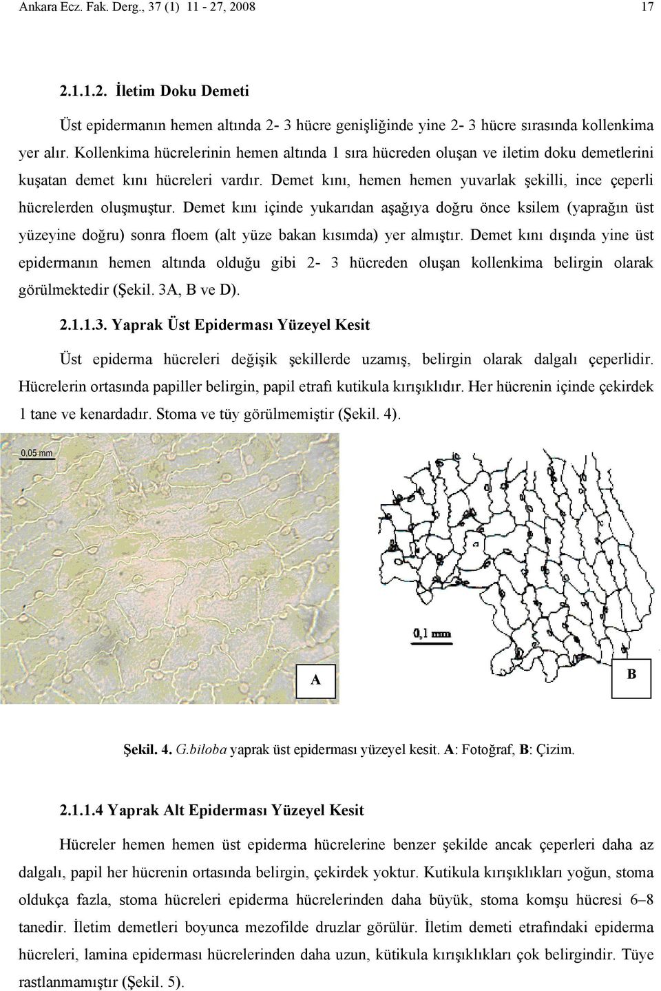 Demet kını, hemen hemen yuvarlak şekilli, ince çeperli hücrelerden oluşmuştur.