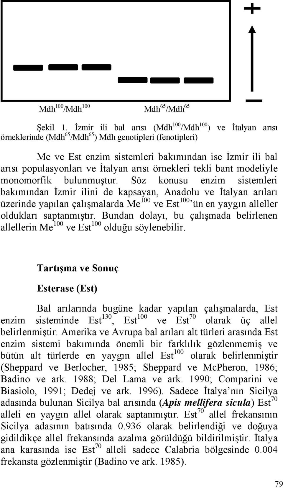 İtalyan arısı örnekleri tekli bant modeliyle monomorfik bulunmuştur.