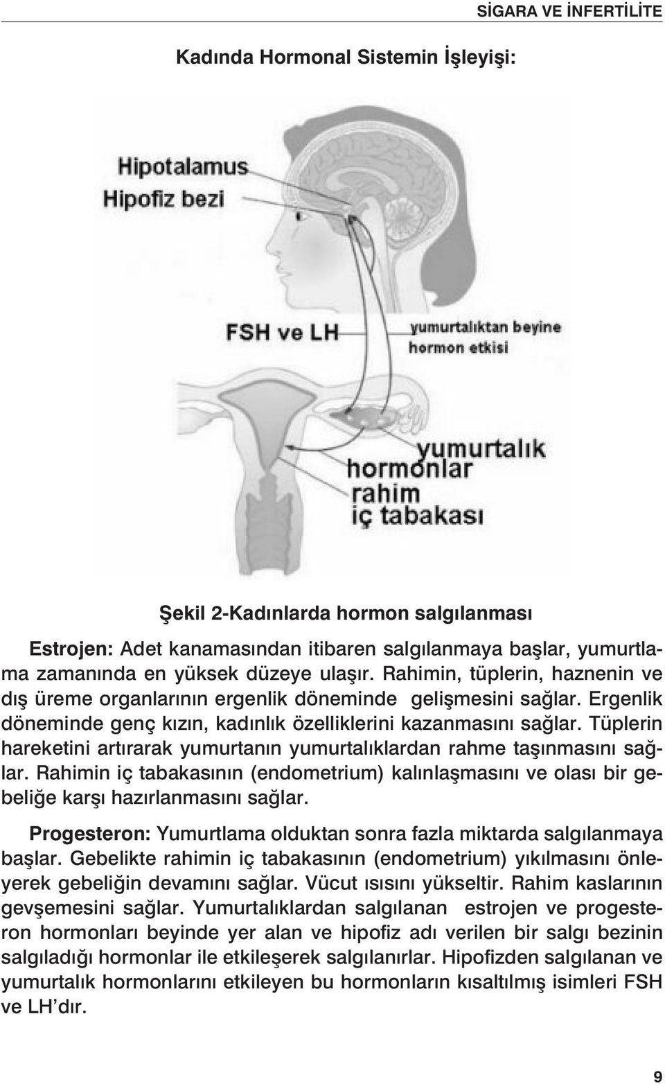 Tüplerin hareketini artırarak yumurtanın yumurtalıklardan rahme taşınmasını sağlar. Rahimin iç tabakasının (endometrium) kalınlaşmasını ve olası bir gebeliğe karşı hazırlanmasını sağlar.