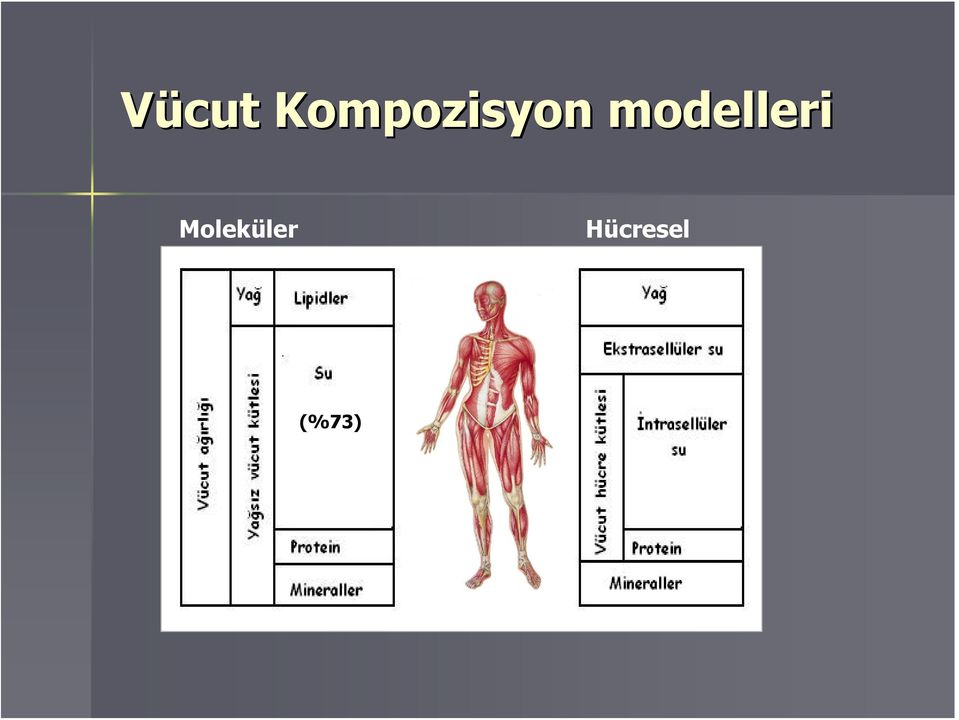 modelleri