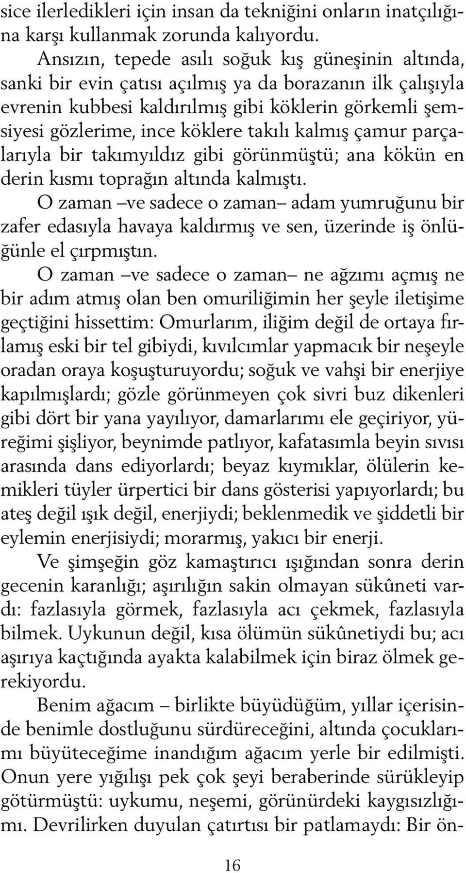 takılı kalmış çamur parçalarıyla bir takımyıldız gibi görünmüştü; ana kökün en derin kısmı toprağın altında kalmıştı.