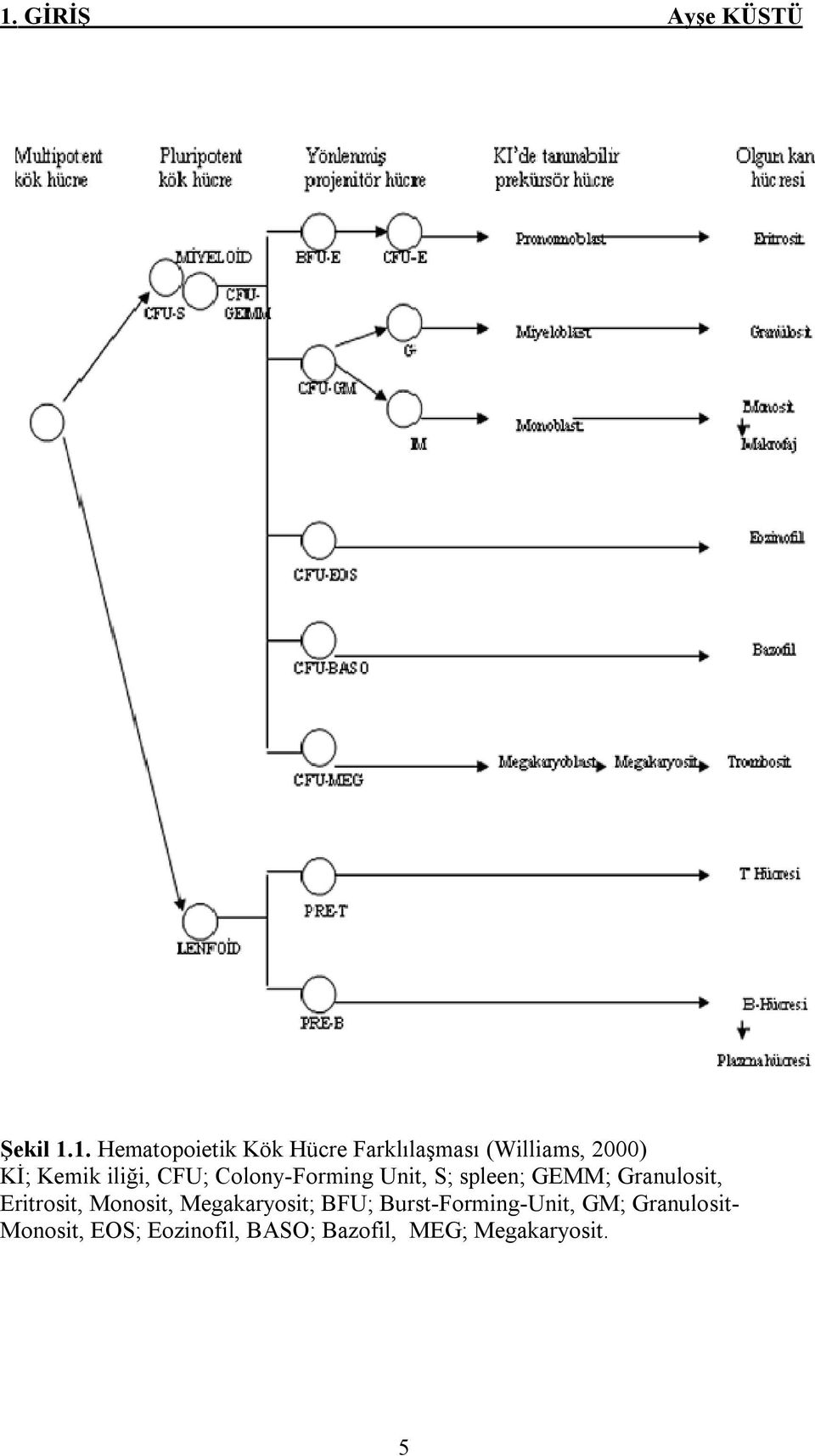 GEMM; Granulosit, Eritrosit, Monosit, Megakaryosit; BFU;