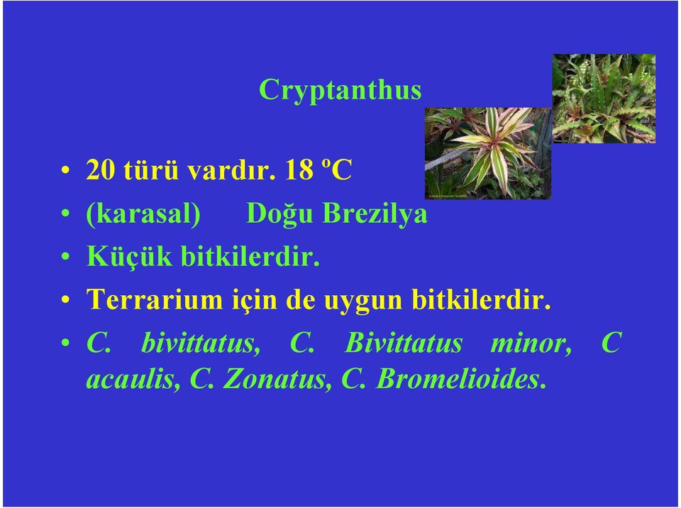 Doğu Brezilya Terrarium için de uygun