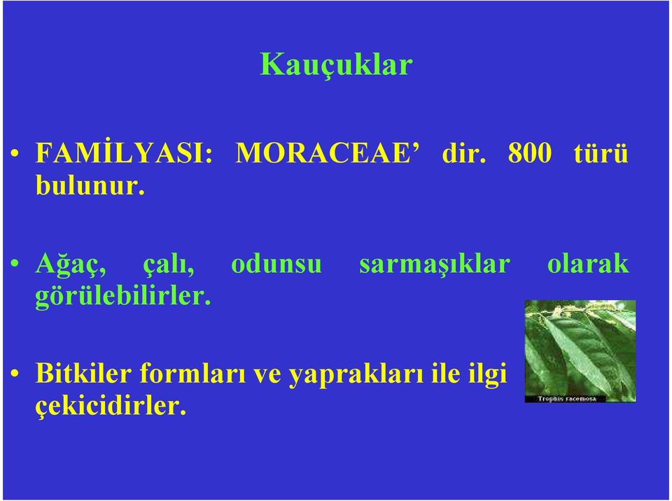 Ağaç, çalı, odunsu sarmaşıklar olarak