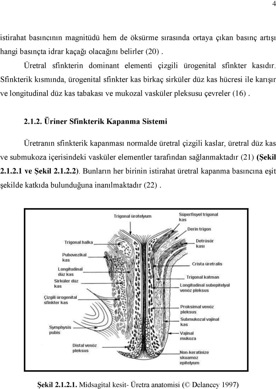 Sfinkterik kısmında, ürogenital sfinkter kas birkaç sirküler düz kas hücresi ile karışır ve longitudinal düz kas tabakası ve mukozal vasküler pleksusu çevreler (16). 2.