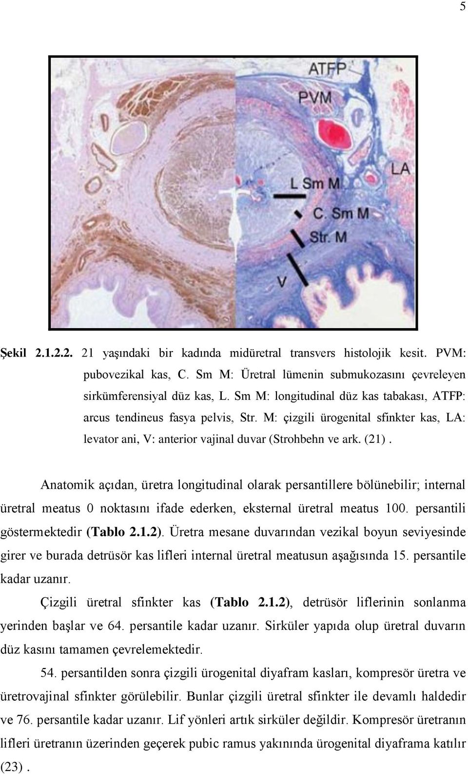 Anatomik açıdan, üretra longitudinal olarak persantillere bölünebilir; internal üretral meatus 0 noktasını ifade ederken, eksternal üretral meatus 100. persantili göstermektedir (Tablo 2.1.2).