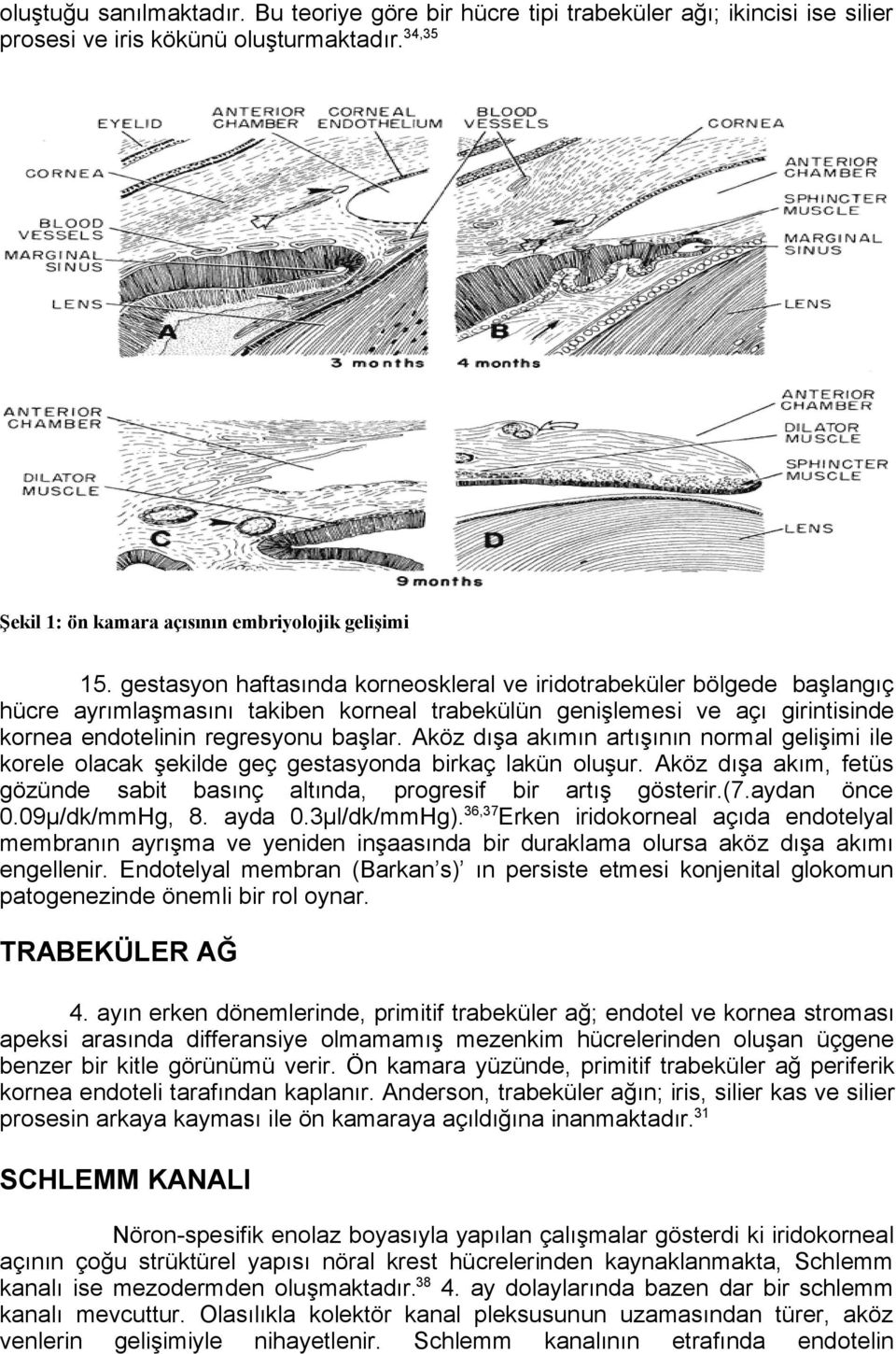 Aköz dışa akımın artışının normal gelişimi ile korele olacak şekilde geç gestasyonda birkaç lakün oluşur. Aköz dışa akım, fetüs gözünde sabit basınç altında, progresif bir artış gösterir.(7.