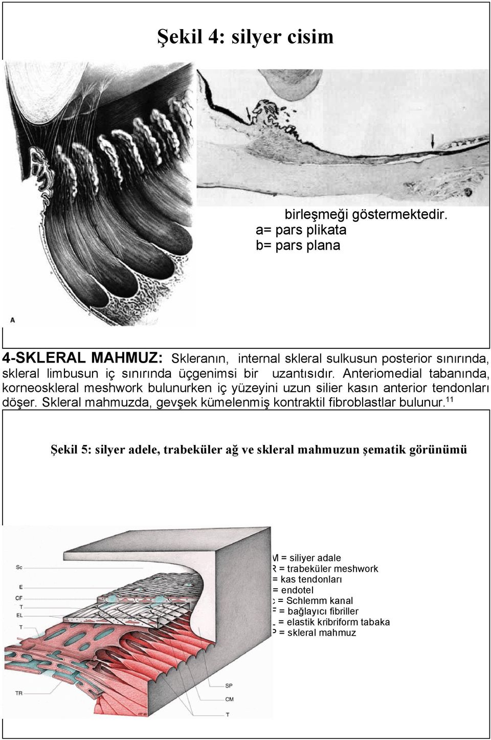 a= pars plikata b= pars plana 4-SKLERAL MAHMUZ: Skleranın, internal skleral sulkusun posterior sınırında, skleral limbusun iç sınırında üçgenimsi bir uzantısıdır.