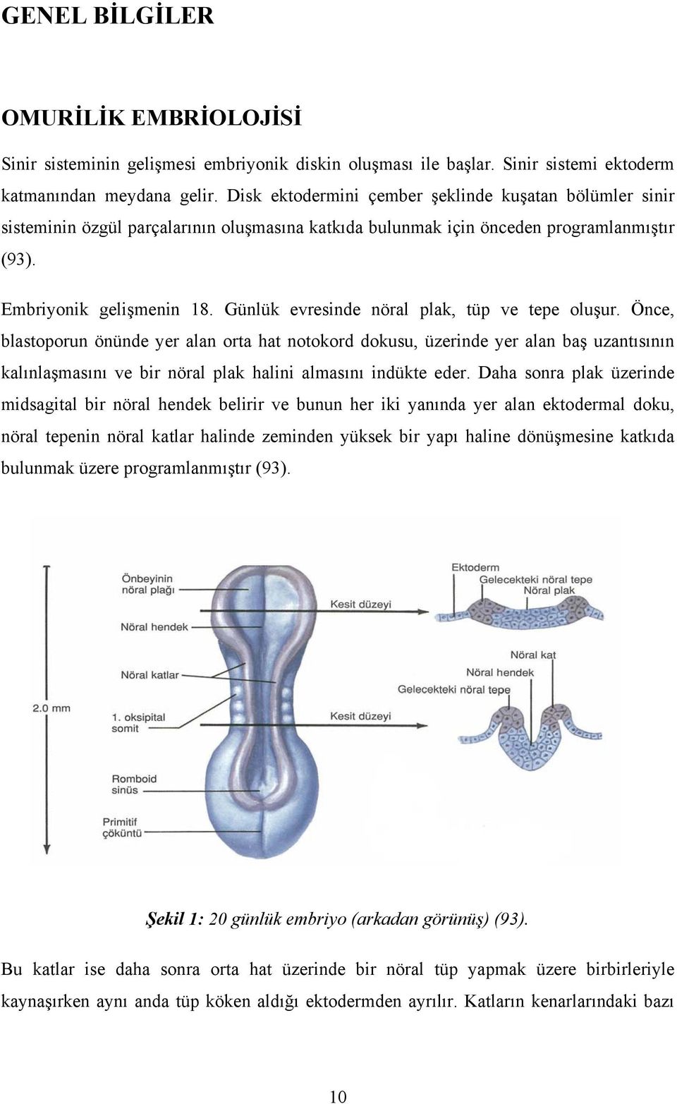 Günlük evresinde nöral plak, tüp ve tepe oluşur.