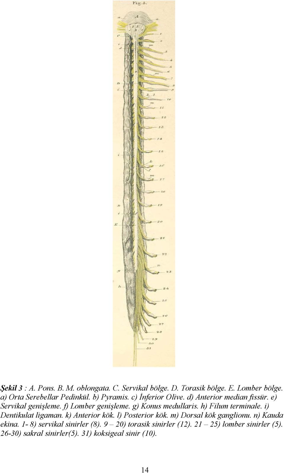 h) Filum terminale. i) Dentikulat ligaman. k) Anterior kök. l) Posterior kök. m) Dorsal kök ganglionu. n) Kauda ekina.