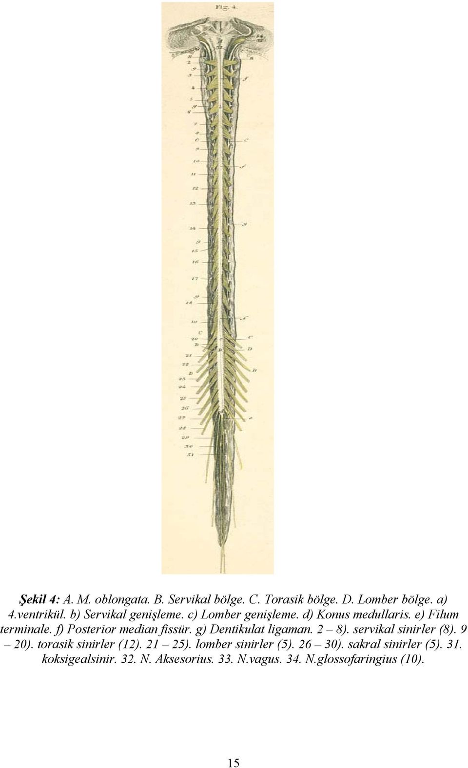 f) Posterior median fissür. g) Dentikulat ligaman. 2 8). servikal sinirler (8). 9 20).