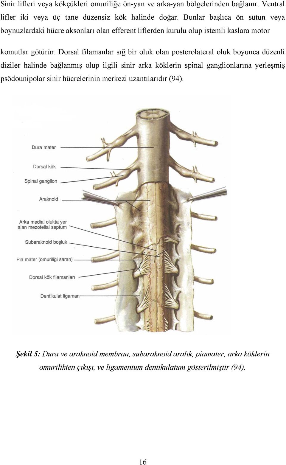 Dorsal filamanlar sığ bir oluk olan posterolateral oluk boyunca düzenli diziler halinde bağlanmış olup ilgili sinir arka köklerin spinal ganglionlarına yerleşmiş