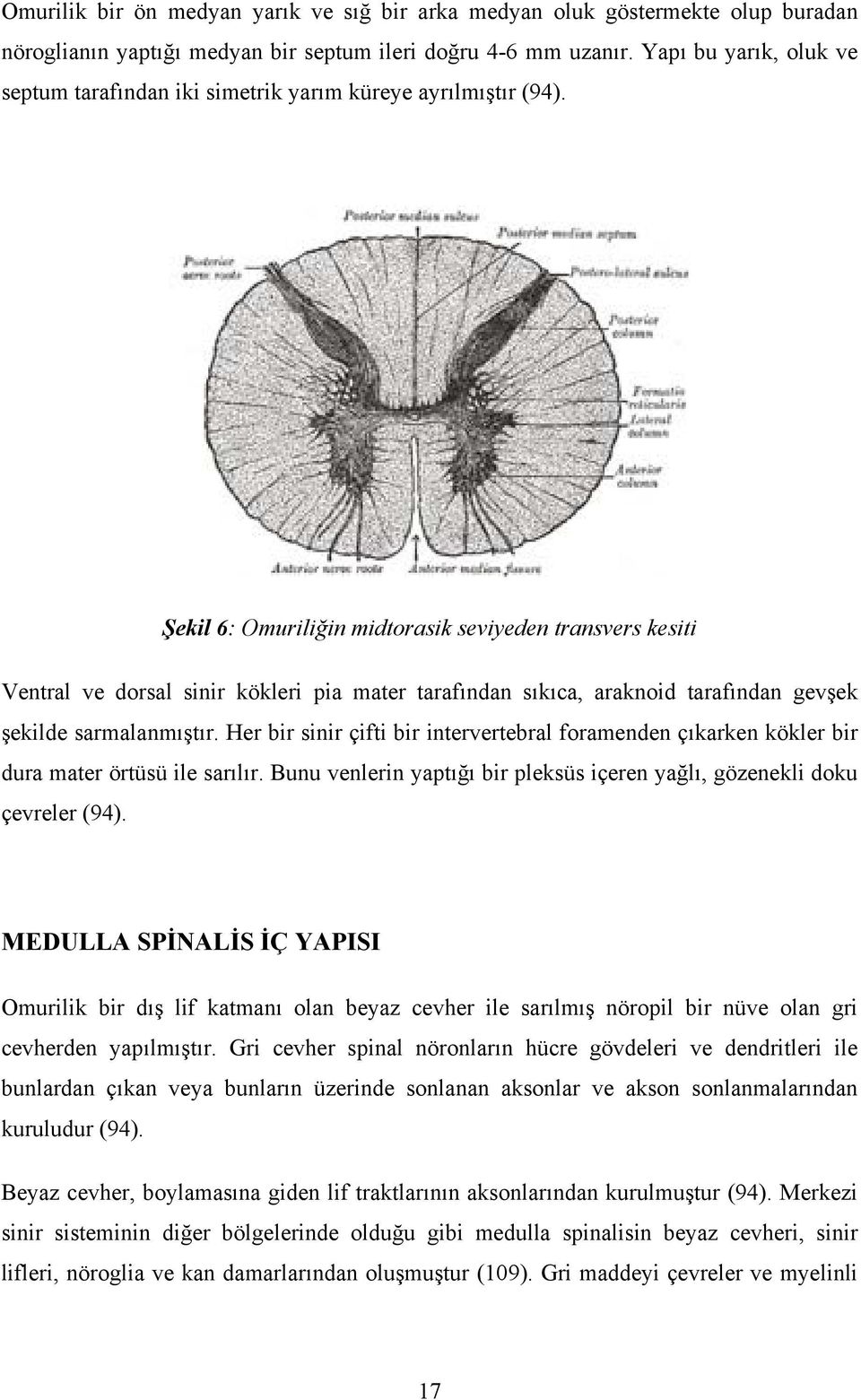 Şekil 6: Omuriliğin midtorasik seviyeden transvers kesiti Ventral ve dorsal sinir kökleri pia mater tarafından sıkıca, araknoid tarafından gevşek şekilde sarmalanmıştır.