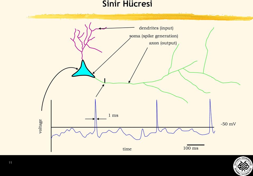 (spike generation) axon