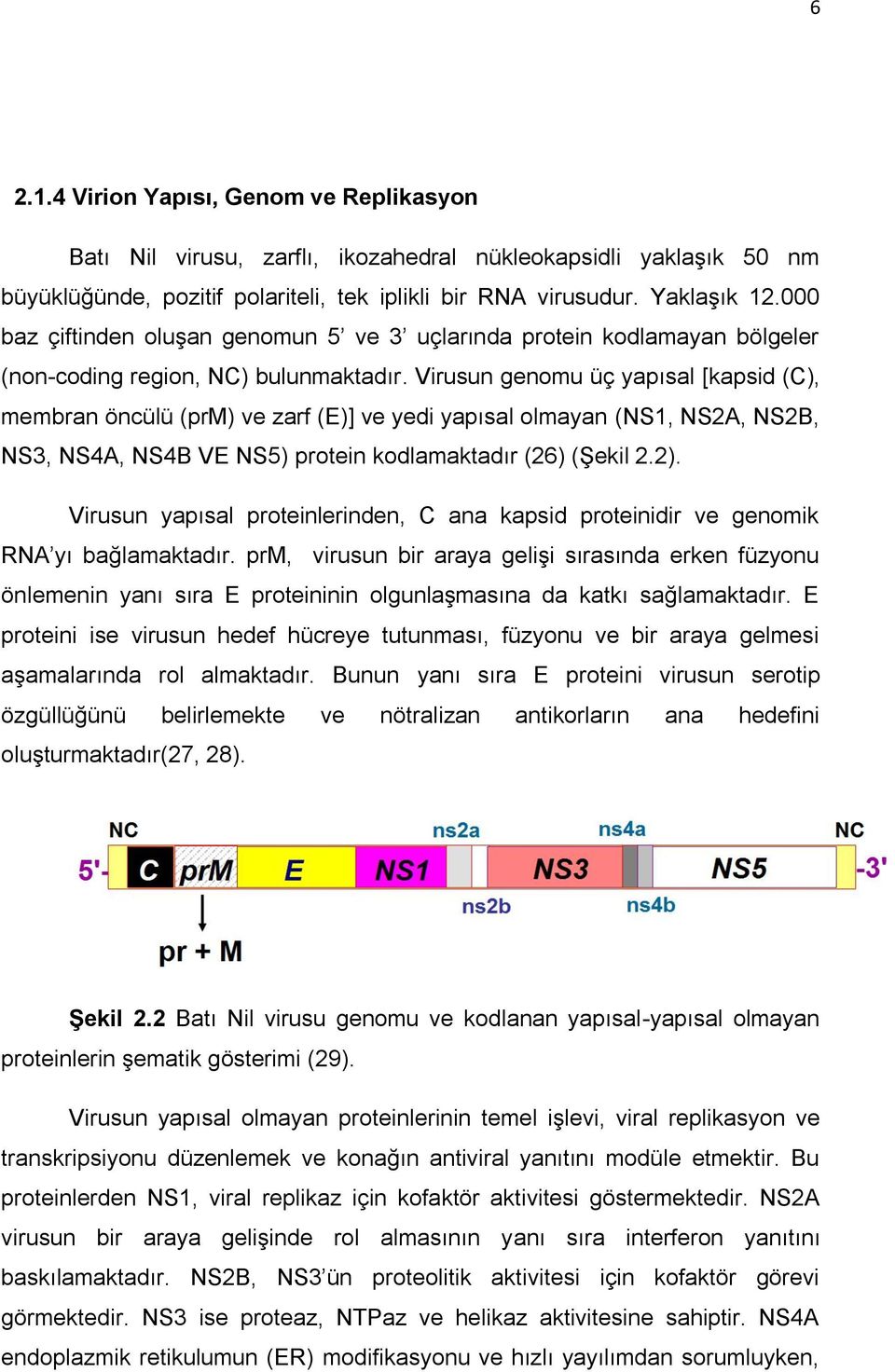 Virusun genomu üç yapısal [kapsid (C), membran öncülü (prm) ve zarf (E)] ve yedi yapısal olmayan (NS1, NS2A, NS2B, NS3, NS4A, NS4B VE NS5) protein kodlamaktadır (26) (Şekil 2.2).