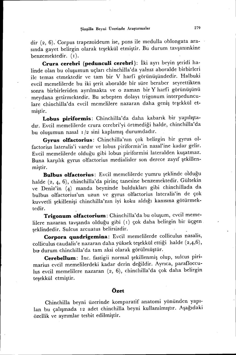 Halbuki eveil memelilerde bu iki şerit aboralde bir süre beraber seyrettikten sonra birbirleriden ayrılmakta ve o zaman bir Y harfi görünüşünü meydana getirmektedir.