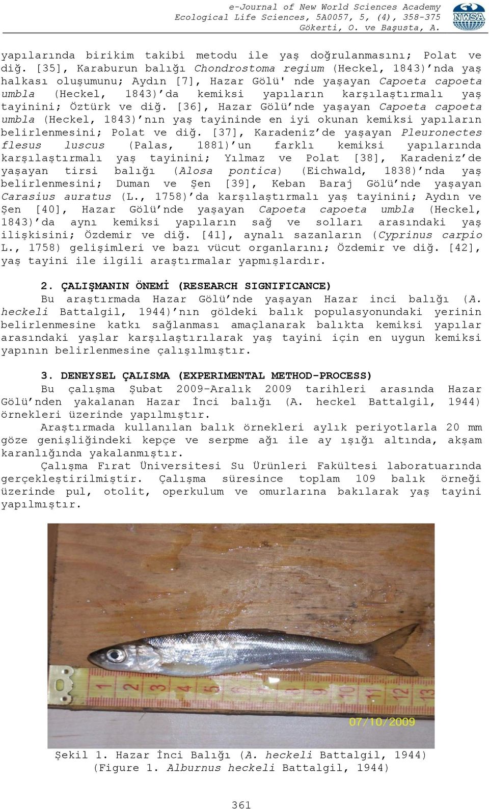 tayinini; Öztürk ve diğ. [36], Hazar Gölü nde yaşayan Capoeta capoeta umbla (Heckel, 1843) nın yaş tayininde en iyi okunan kemiksi yapıların belirlenmesini; Polat ve diğ.