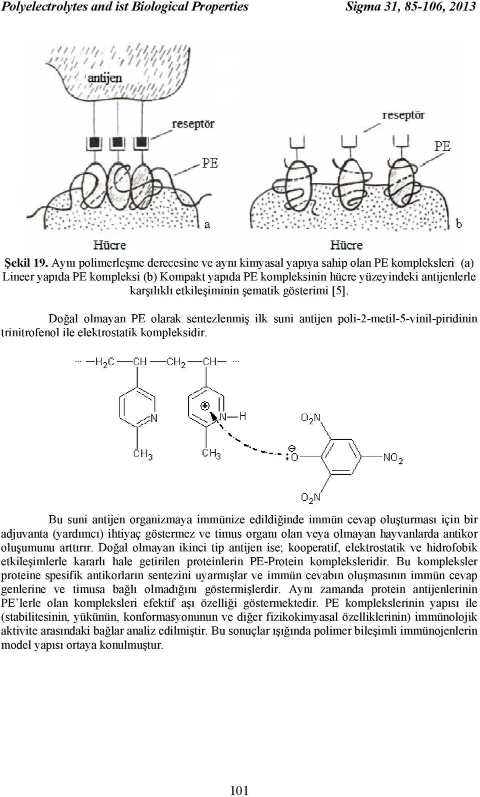 etkileşiminin şematik gösterimi [5]. Doğal olmayan PE olarak sentezlenmiş ilk suni antijen poli-2-metil-5-vinil-piridinin trinitrofenol ile elektrostatik kompleksidir.