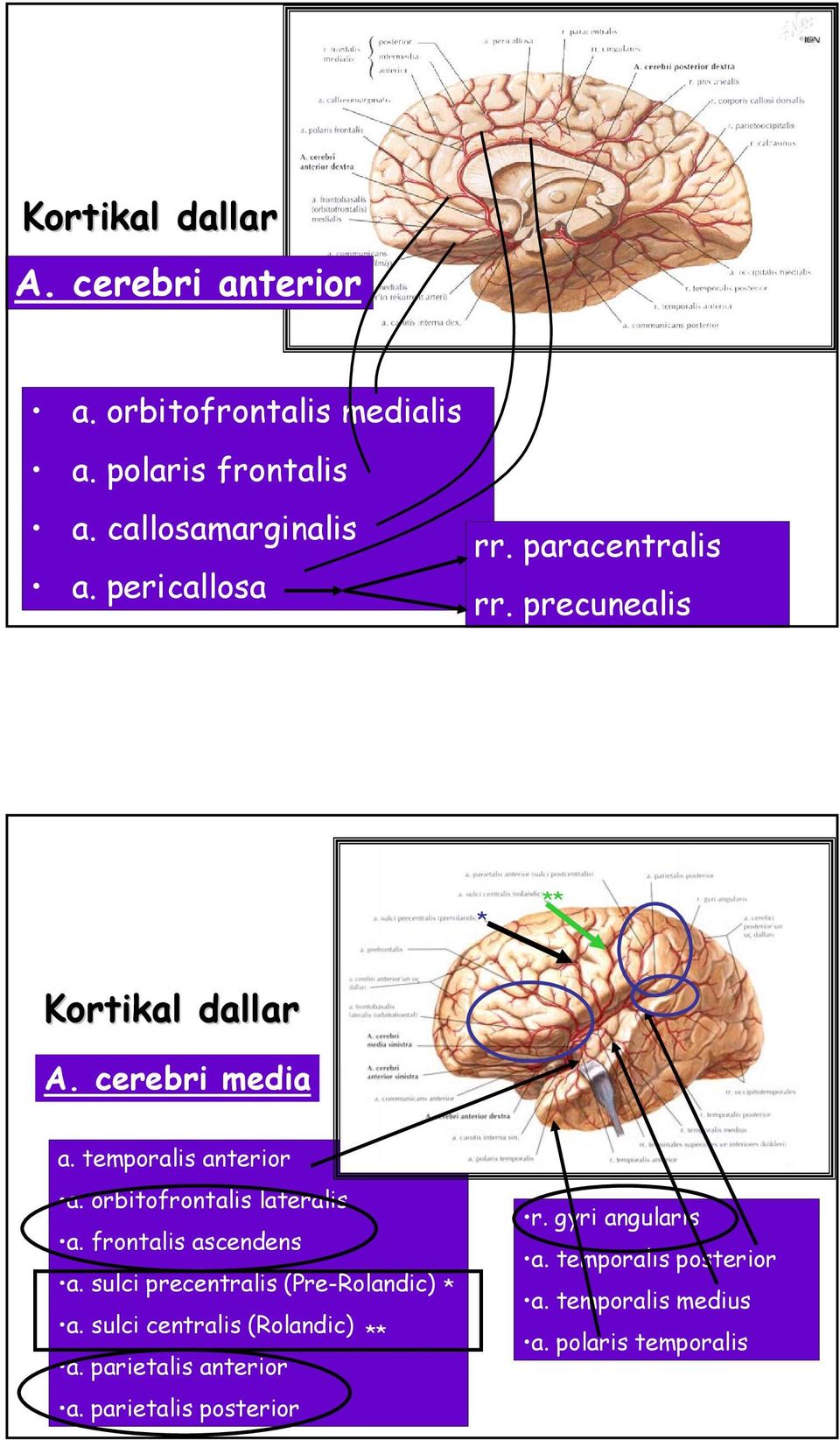 orbitofrontalis lateralis òa. frontalis ascendens òa. sulci precentralis (Pre-Rolandic) * òa.