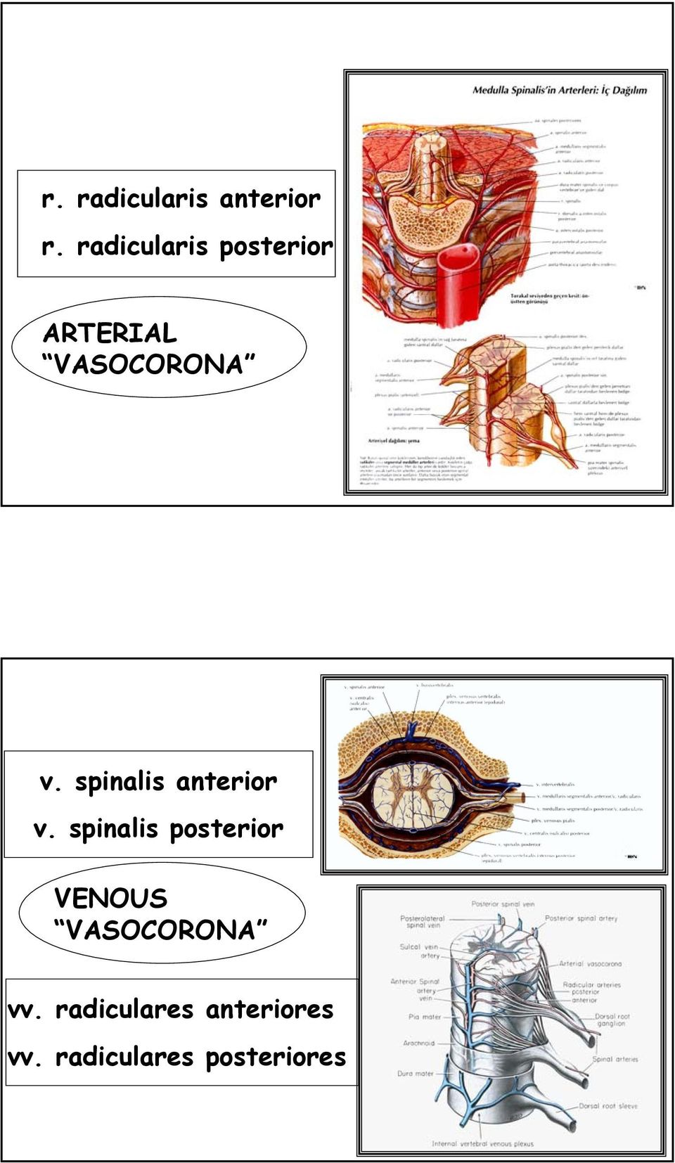 spinalis anterior v.