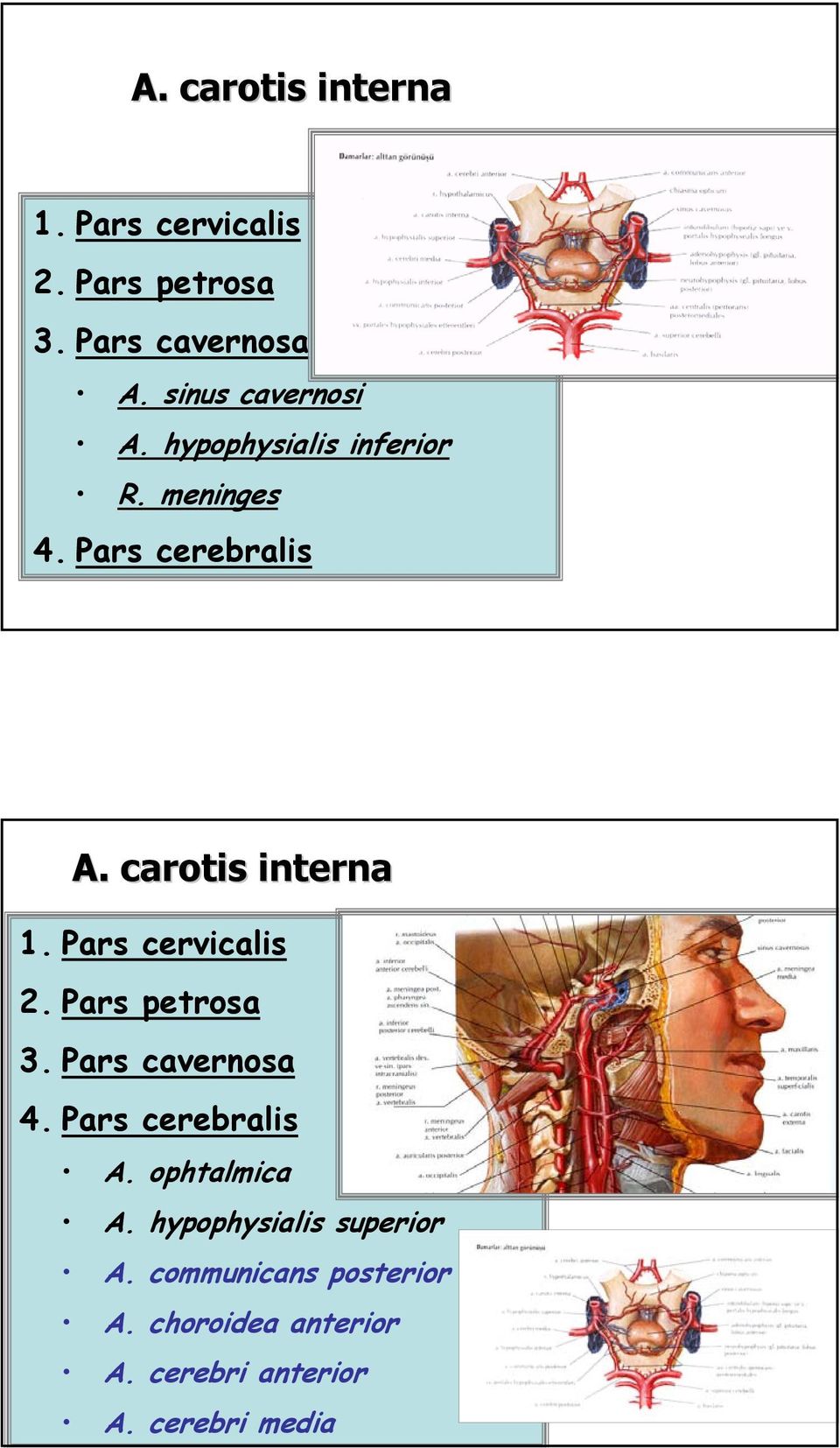 carotis interna 1. Pars cervicalis 2. Pars petrosa 3. Pars cavernosa 4. Pars cerebralis ò A.