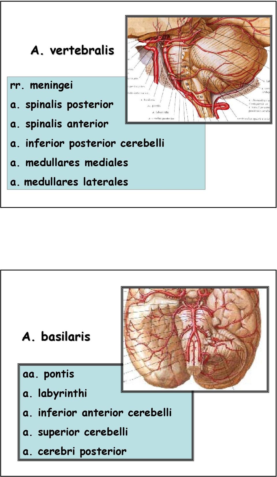 medullares mediales a. medullares laterales A. basilaris aa.