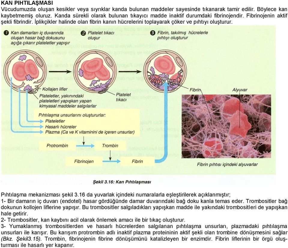 İplikçikler halinde olan fibrin kanın hücrelerini toplayarak çöker ve pıhtıyı oluşturur. Pıhtılaşma mekanizması şekil 3.