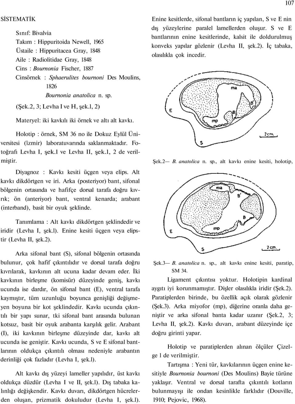 S ve E bantlarının enine kesitlerinde, kalsit ile doldurulmuş konveks yapılar gözlenir (Levha II, şek.2). İç tabaka, olasılıkla çok incedir. (Şek.2, 3; Levha I ve H, şek.