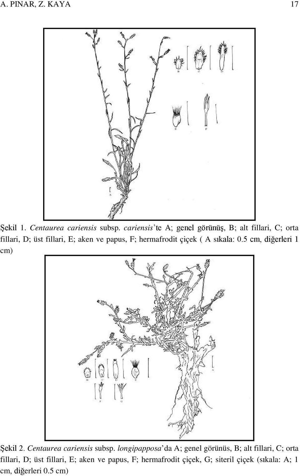 hermafrodit çiçek ( A sıkala: 0.5 cm, diğerleri 1 cm) Şekil 2. Centaurea cariensis subsp.