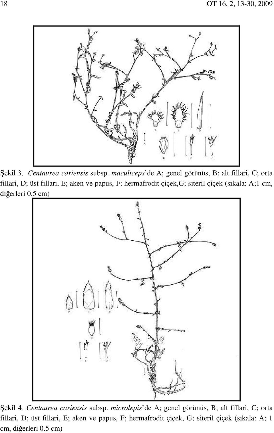 hermafrodit çiçek,g; siteril çiçek (sıkala: A;1 cm, diğerleri 0.5 cm) Şekil 4. Centaurea cariensis subsp.